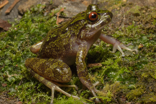 Carmelita's Robber Frog