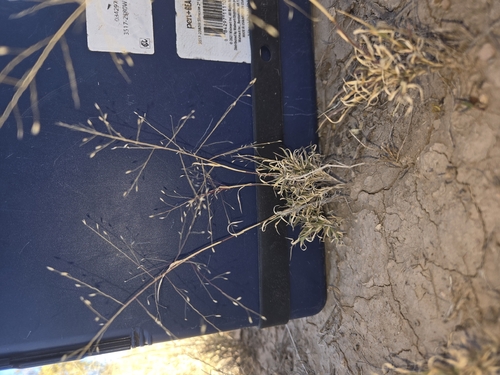 Ear Muhly
