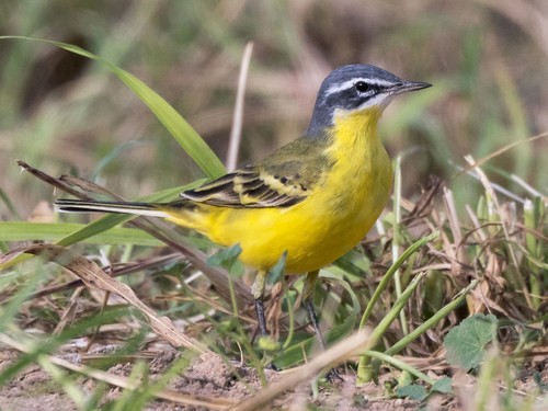 Western Yellow Wagtail