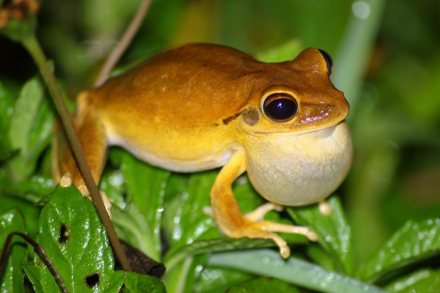 Chaco Tree Frog from San Luis, Paraguay on January 18, 2020 at 09:32 PM ...