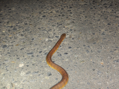 Tiger Snake sighting