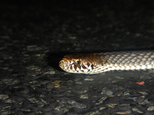 Highlands Copperhead sighting