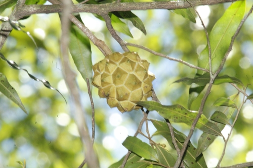 Duguetia microphylla