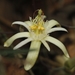 Passiflora ovalis - Photo (c) Anderson Rabello Pereira, all rights reserved, uploaded by Anderson Rabello Pereira