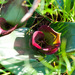 Colchicum coloratum pulchrum - Photo (c) Tig, todos los derechos reservados