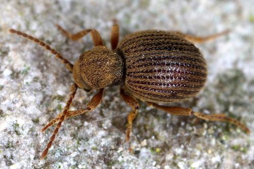 Tipnus unicolor