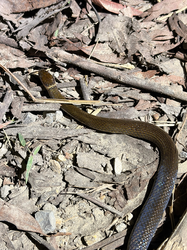 Southern Dwarf Crowned Snake sighting