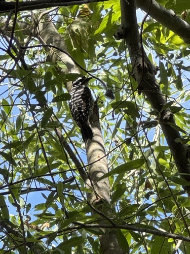 iNaturalist observation photo of Nuttall's Woodpecker