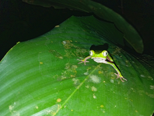 White-lined Leaf Frog