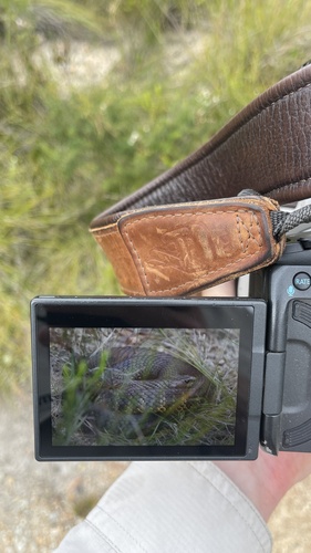 Tiger Snake sighting