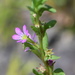 Lythrum hyssopifolia - Photo (c) markhagg, όλα τα δικαιώματα διατηρούνται, uploaded by markhagg