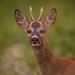 Western Roe Deer - Photo (c) Thorsten Wolpers, all rights reserved, uploaded by Thorsten Wolpers