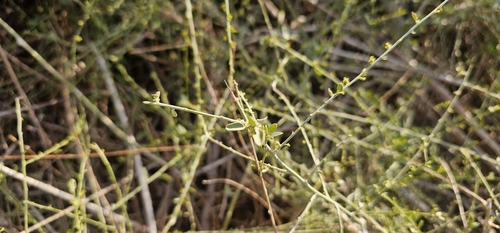 Cocculus pendulus