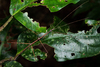 Exocnophila hastata - Photo (c) Projeto Mantis, all rights reserved, uploaded by Projeto Mantis