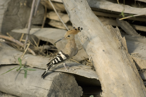 Common Hoopoe
