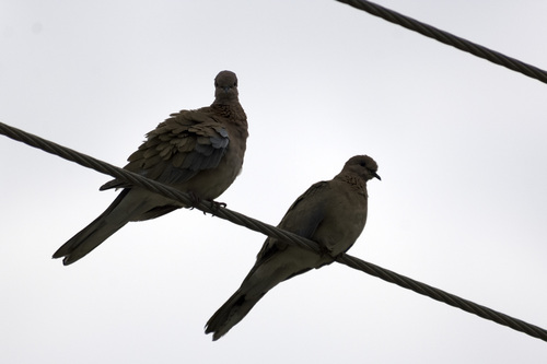 Laughing Dove