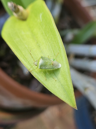 Stink Bugs, Shield Bugs, and Allies