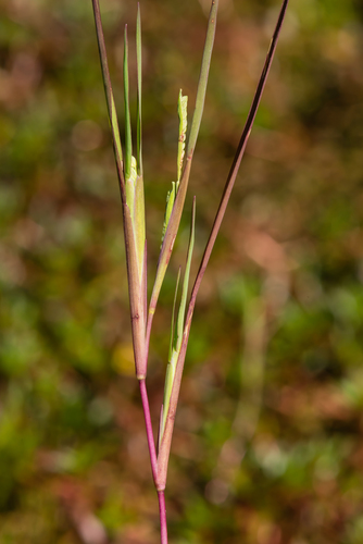 mudbank crowngrass (Paspalum dissectum)