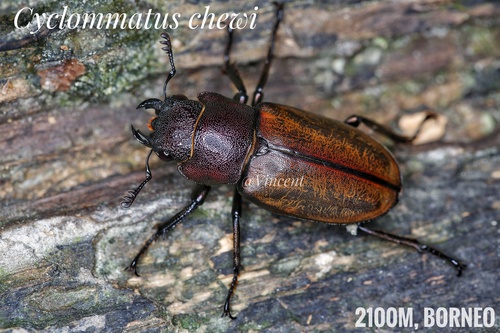チュウホソアカクワガタ (Cyclommatus chewi) · iNaturalist
