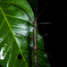 Exocnophila - Photo 由 Projeto Mantis 所上傳的 (c) Projeto Mantis，保留所有權利