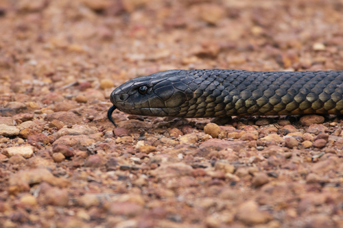 Mulga Snake sighting