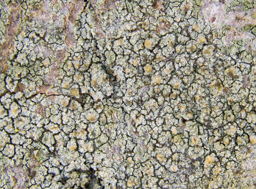Scoliciosporum pensylvanicum