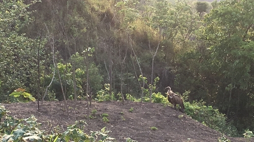 White-rumped Vulture
