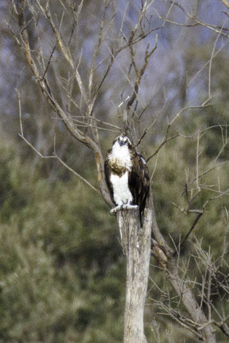 Avistamiento Águila pescadora (Marismas Tinto-Odiel)