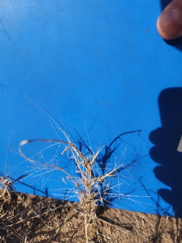 Ear Muhly
