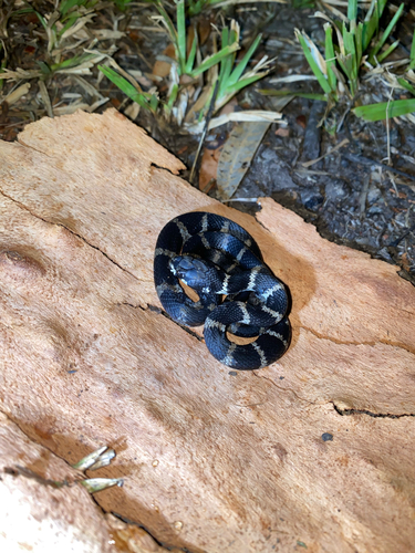 Stephens' Banded Snake sighting