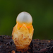 Cannonball Fungus - Photo (c) Timothy Boomer, all rights reserved, uploaded by Timothy Boomer