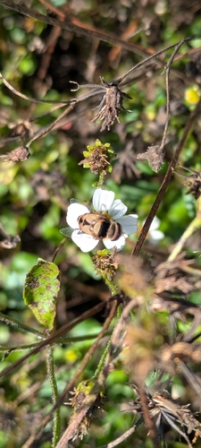 Unknown species found near Micanopy, FL 32667, USA