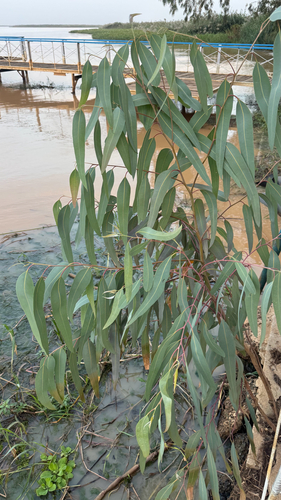 River Red Gum