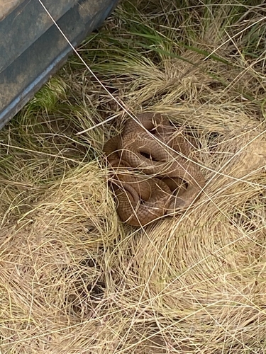 Eastern Brown Snake sighting