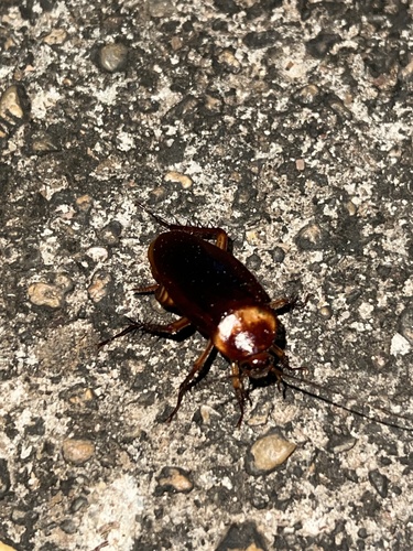American Cockroach