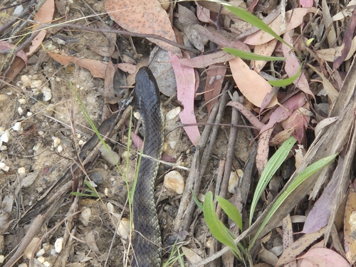 Tiger Snake sighting