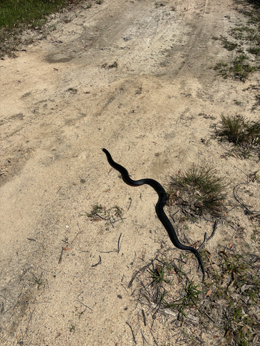 Red-bellied Black Snake sighting