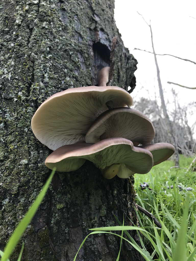 Complex Pleurotus ostreatus · iNaturalist
