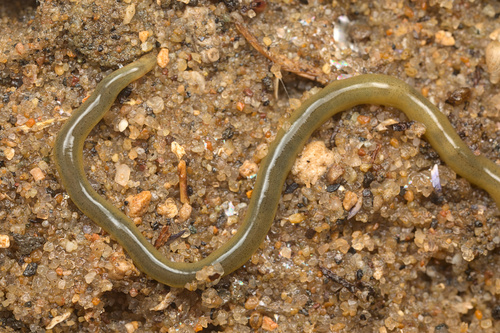 Prosadenoporus