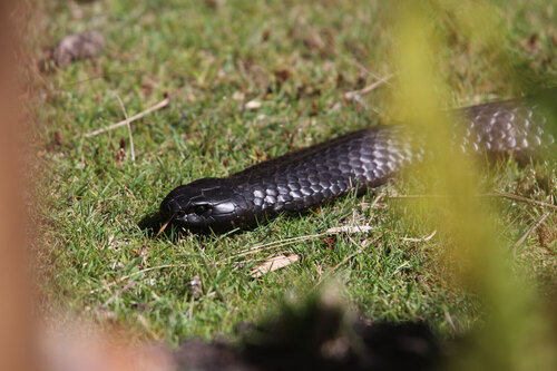 Tiger Snake sighting