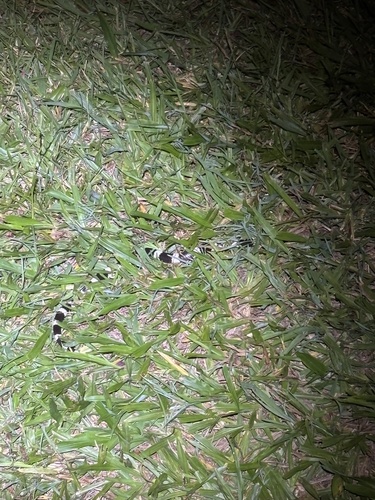 Eastern Bandy Bandy sighting