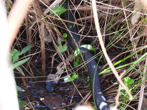 Red-bellied Black Snake sighting