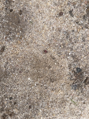 Small Transverse Ladybird Beetle