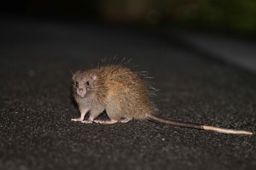 Ryukyu Islands Tree Rat (Diplothrix legata) · iNaturalist