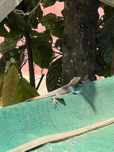 Rainbow Agama