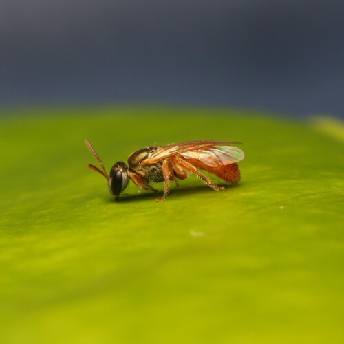 Lasioglossum sphecodopsis