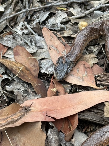 Black-naped Hooded Snake sighting
