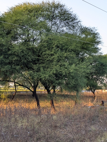 Egyptian acacia