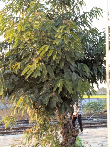 Kassod Tree