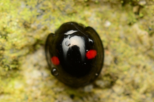 Joonkh Insect Photo 601206264, (c) WonGun Kim, all rights reserved, uploaded by ...